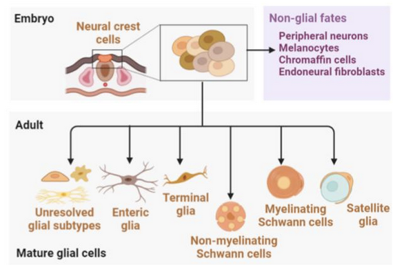 Nervous system diagram