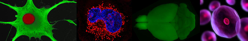 Cellular Biology