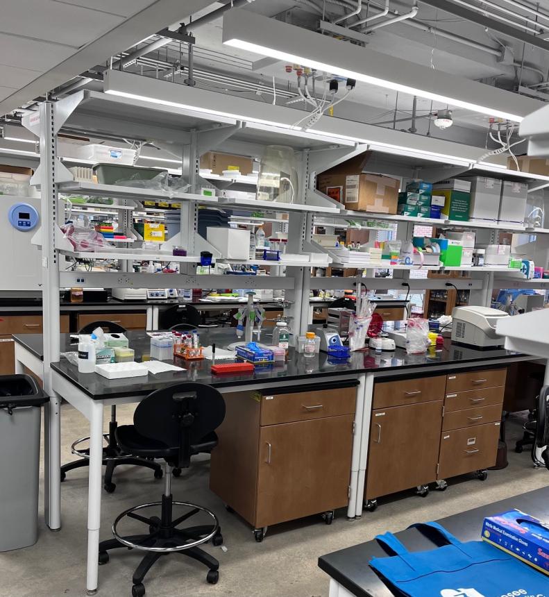 lab