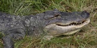 American Alligator