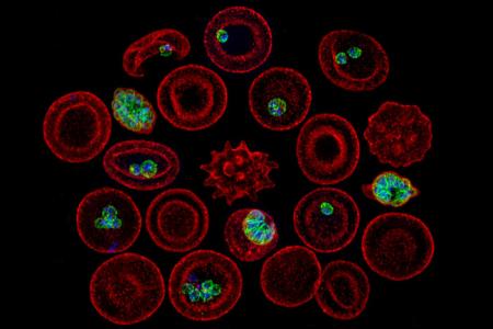 Cells