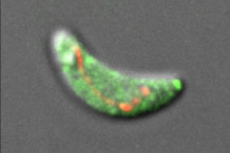 A Toxoplasma gondii parasite with cytosolic Green fluorescent protein and the mitochondrial red fluorescent marker.