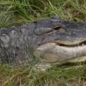 American Alligator