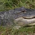 American Alligator