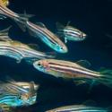 zebrafish